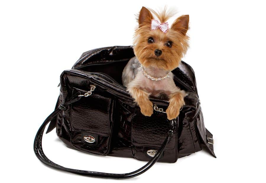 LGIC Dog in bag